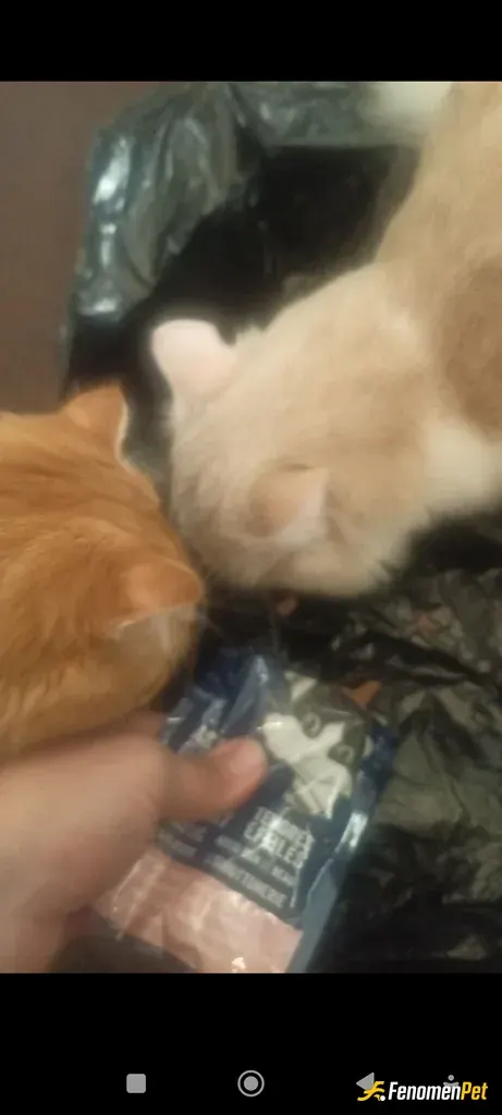 Sokak hayvanı besleme: Sokakta gördüm hemen gidip mama aldım ve bi kartonun üzerinde verdim kedilere 🥰🥰