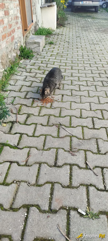 Sokak hayvanı besleme: #kediaşkı #fenomenpet