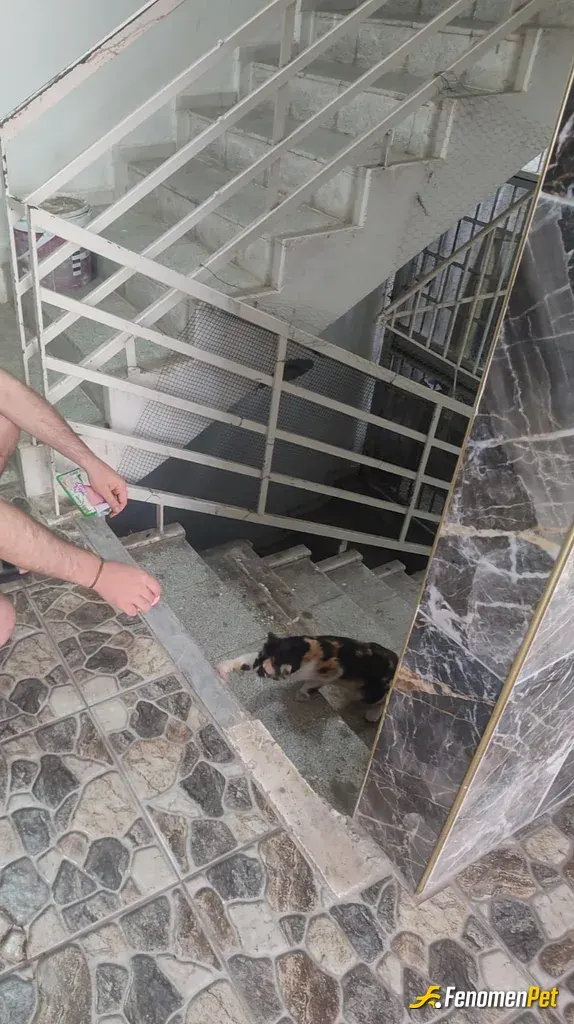 Sokak hayvanı besleme: #Fenomenpet 
mama sevmiyor ben de salamla besliyorum :)