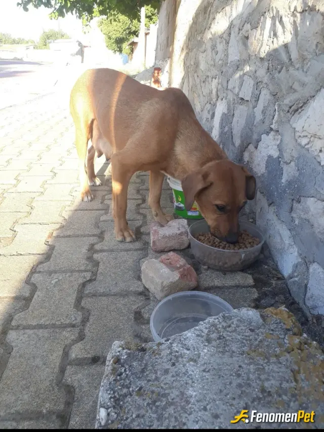 Sokak hayvanı besleme: #patidostubirdünya
