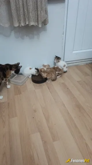 Sokak hayvanı besleme: Yavrulamis kediyi ne eve alıp besliyorum büyüyene kadar sahiplendim