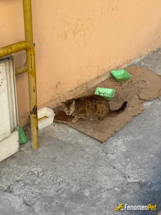 Sokak hayvanı besleme: Hergün gelir yeni anne adayımız ☺️