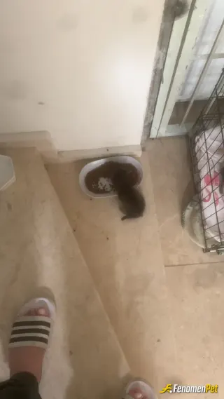 Sokak hayvanı besleme: Annesinin doğum esnasında rahim kesesine sıkışan bir yavru olduğunu fark ettik ve veterinere ğötürerek ameliya