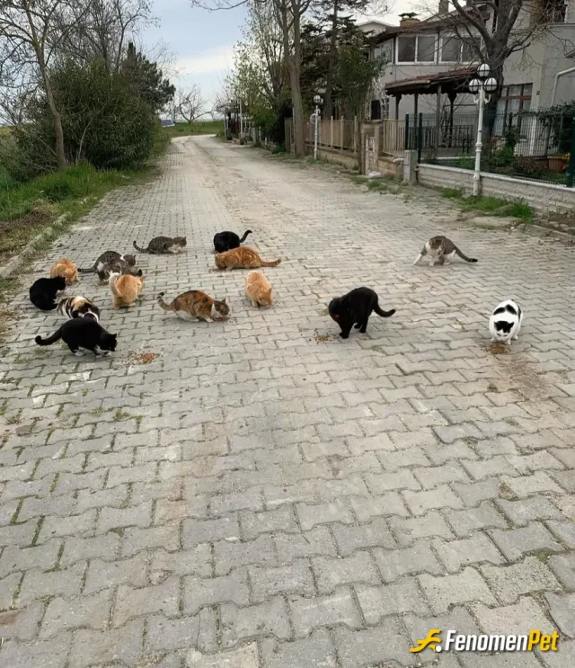 Sokak hayvanı besleme: En sevdiklerim😘❤️😻😻