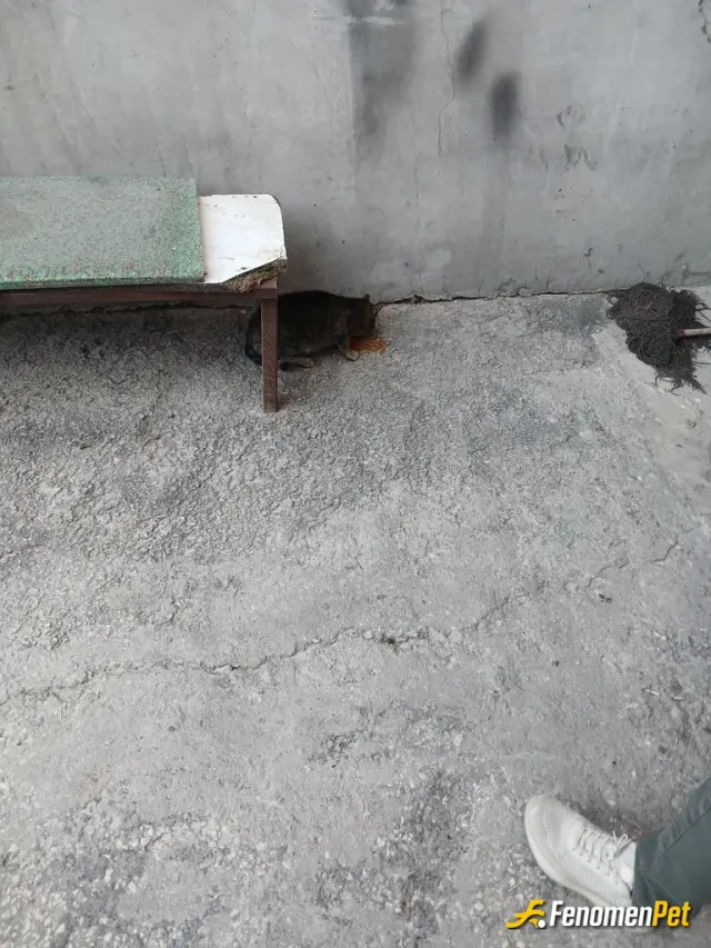 Sokak hayvanı besleme: Kedi
