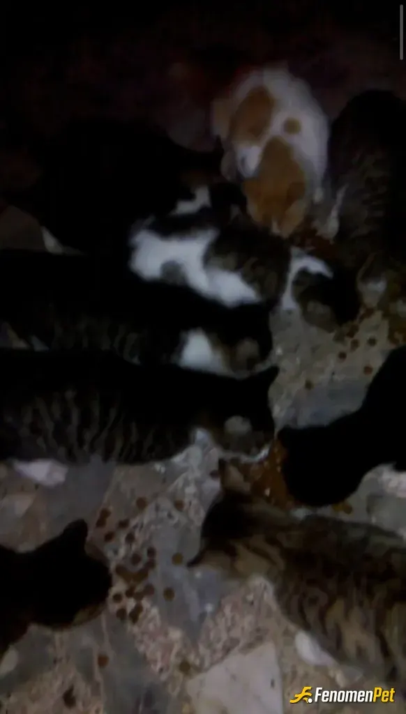 Sokak hayvanı besleme: #fenomenpet #minikdostlar