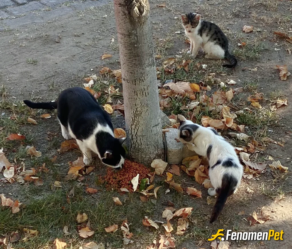 Sokak hayvanı besleme: #Fenomenpet
#Pati
#Kedi