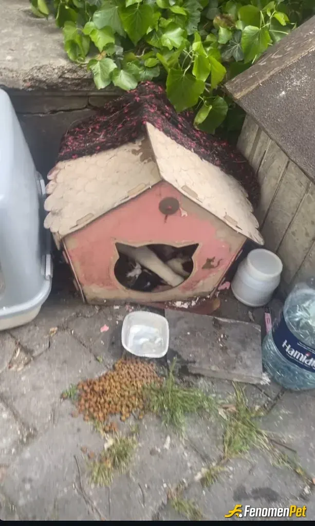 Sokak hayvanı besleme: oturdugum apartmanin karsisina kendi imkanimla bir barinak yaptim ufak hergun kedilere mama veriyorum bunu sev