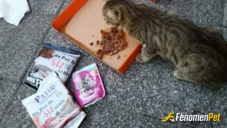 Sokak hayvanı besleme: #Fenomenpet Patili dostumuza afiyet olsun 😋