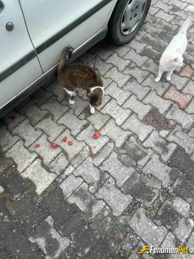 Sokak hayvanı besleme: Bu gün sosi salam günüydü
