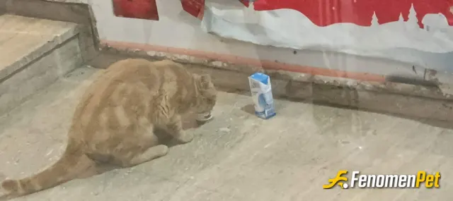 Sokak hayvanı besleme: #Fenomenpet sadece bı dostumuz bu