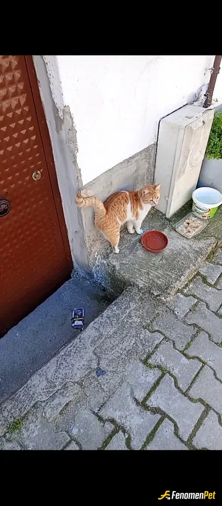 Sokak hayvanı besleme: Sokağımızın en tatlı cadısı
Adı Mia ben fotoğraf çekene kadar yedi bitirdi cok acıkmış yeni yavrularımız old