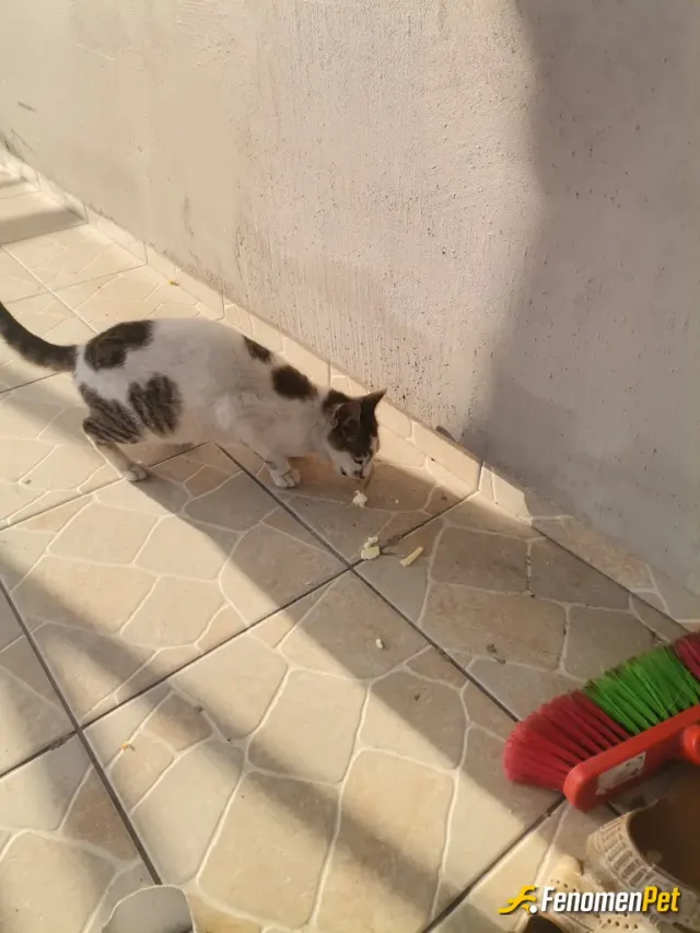 Sokak hayvanı besleme: Onlarda bir can