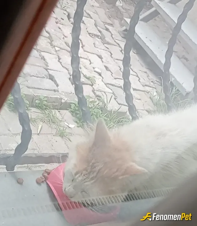 Sokak hayvanı besleme: Camın önüne su ve mama