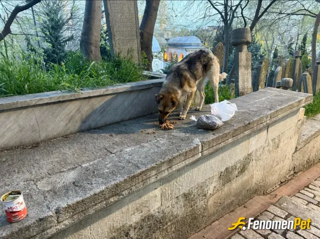 Sokak hayvanı besleme: #Fenomenpet Ailesi fenomenpet patı dostu