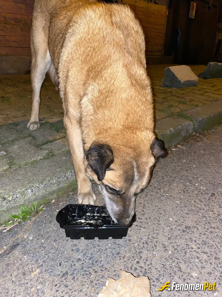 Sokak hayvanı besleme: mahallemizin köpeği severek besliyorum