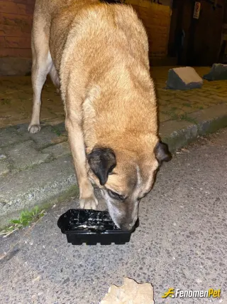 Sokak hayvanı besleme: mahallemizin köpeği severek besliyorum