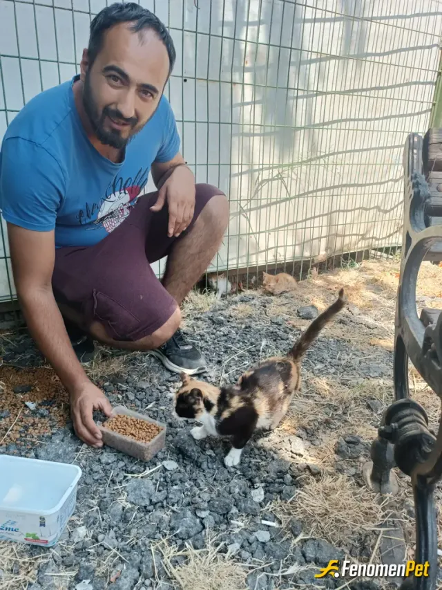 Sokak hayvanı besleme: #fenomenpet yavru kedilerin annesine mama verdim