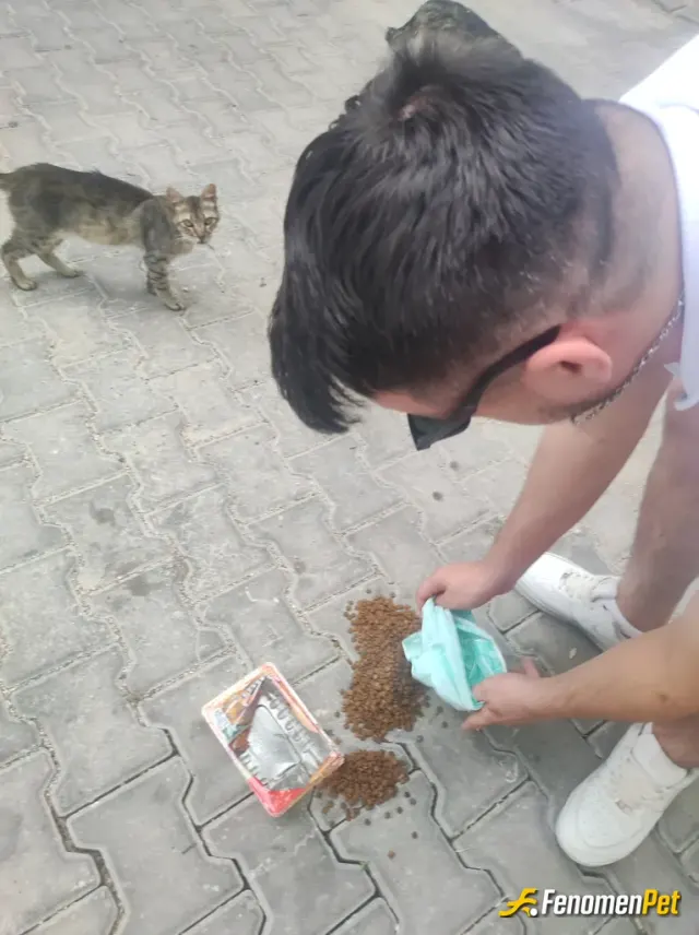 Sokak hayvanı besleme: Mama ve su verdim