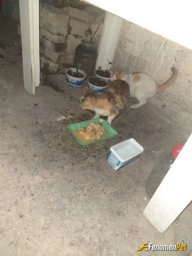 Sokak hayvanı besleme: 7 kedimiz biz ne yersen onlarda öyle geçinin gidiyoruz