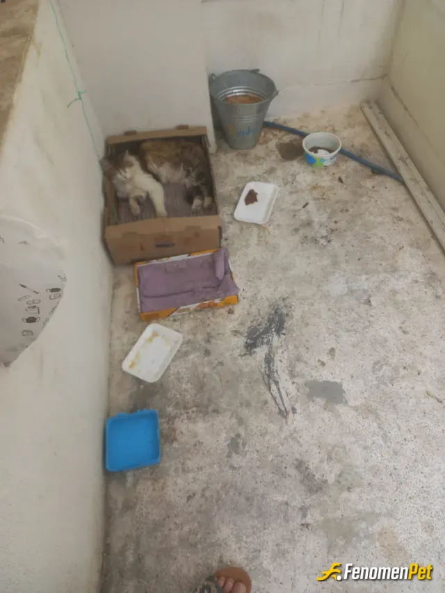 Sokak hayvanı besleme: Fenomenbet Patiler de kazanır!
3 tane de yavrusu var ya cok tatlilar