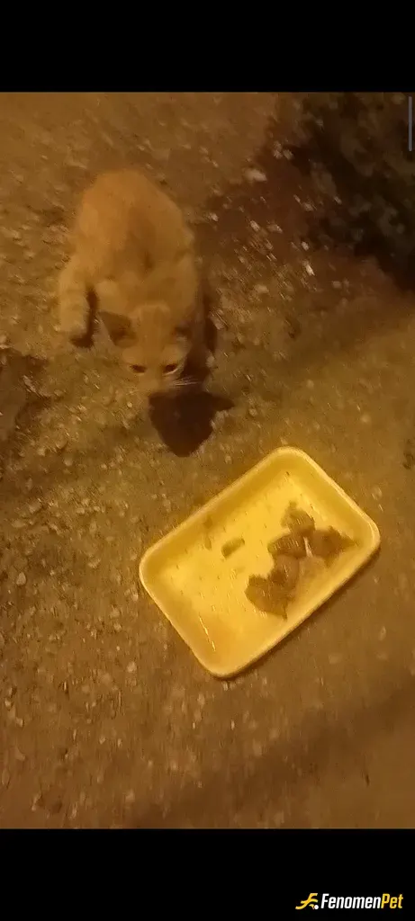 Sokak hayvanı besleme: Afiyet olsun