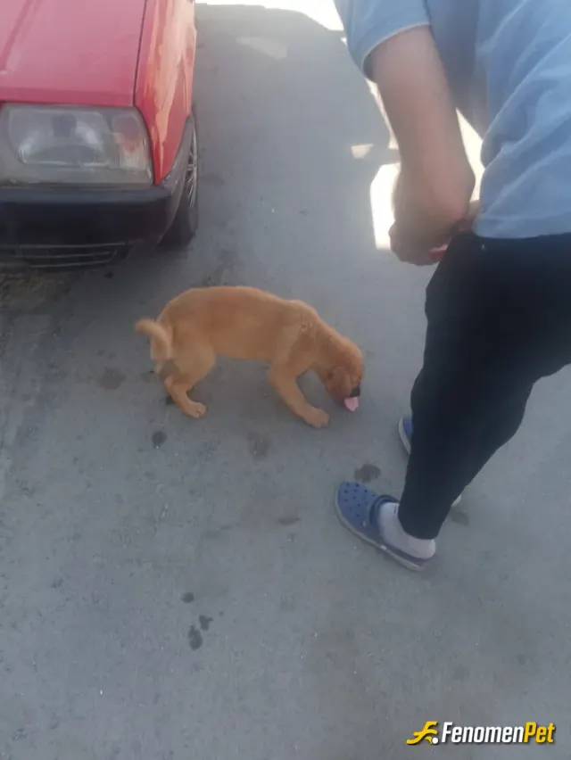 Sokak hayvanı besleme: Satın alma sahiplen