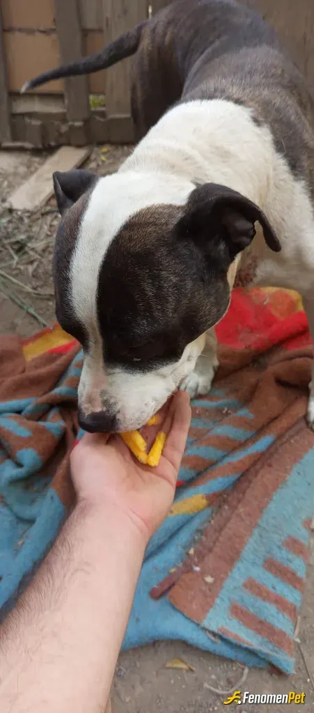 Sokak hayvanı besleme: Marketten mama alarak parkta aç kalmış köpeğe vererek