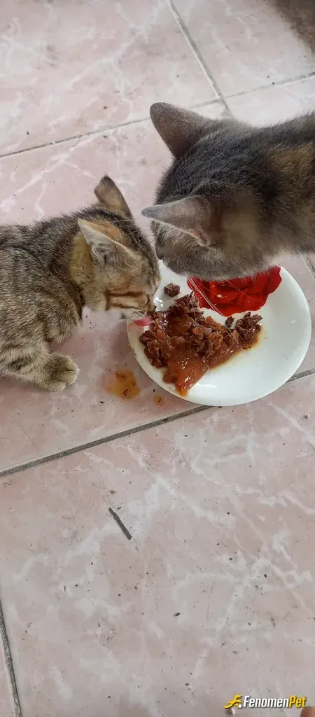 Sokak hayvanı besleme: Aç karınlarını doyurdum 😂