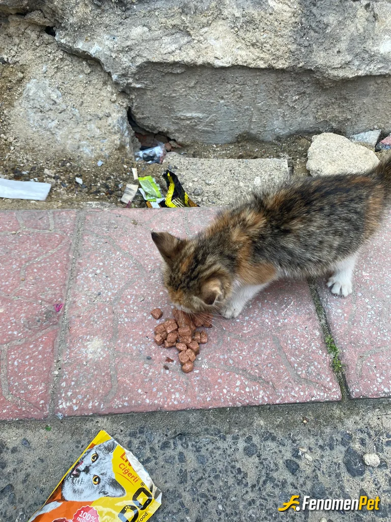 Sokak hayvanı besleme: Yolda yürürken peşime takıldı