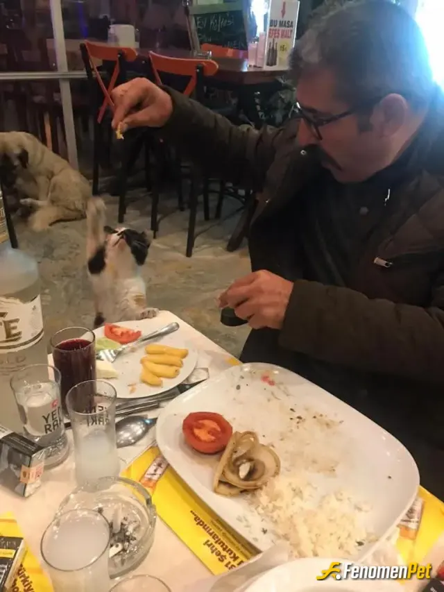 Sokak hayvanı besleme: Tamamen tesadüf ellerimle besledim