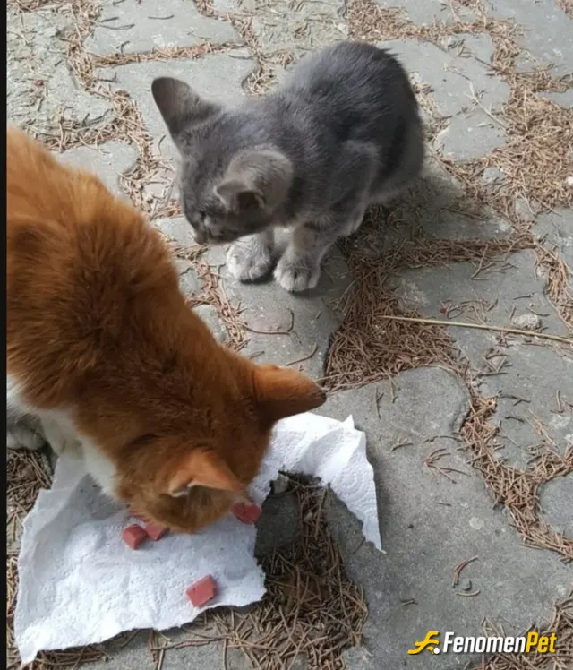 Sokak hayvanı besleme: Canlarımız