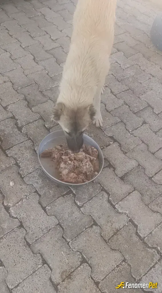 Sokak hayvanı besleme: Canlarım