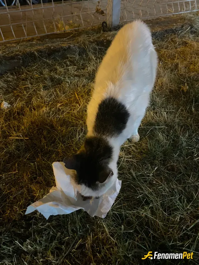 Sokak hayvanı besleme: kedi mamasını güzelce önüne serdik patili dostlarımızın
#fenomenpet