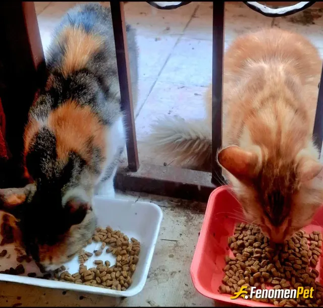 Sokak hayvanı besleme: bu iki kedi yavruyken aldim pırpır ve pırıl🤩