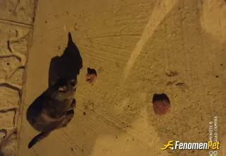 Sokak hayvanı besleme: #Fenomenpet Fenomenbet Pati Dostu

#Fenomenbet - Fenomenbet Patiler de kazanır!
