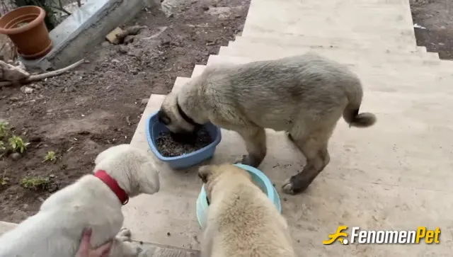 Sokak hayvanı besleme: #Fenomenpet Fenomenbet Kangal Patisi