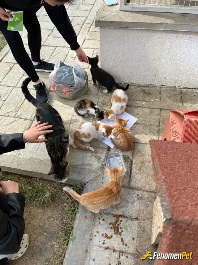 Sokak hayvanı besleme: #Fenomenpet
Sokak Hayvanlarına Desteğimiz Tam ❤️