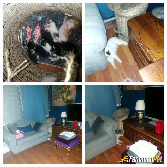Sokak hayvanı besleme: 500 m civardaki çok yere kedi evleri yapiyorum