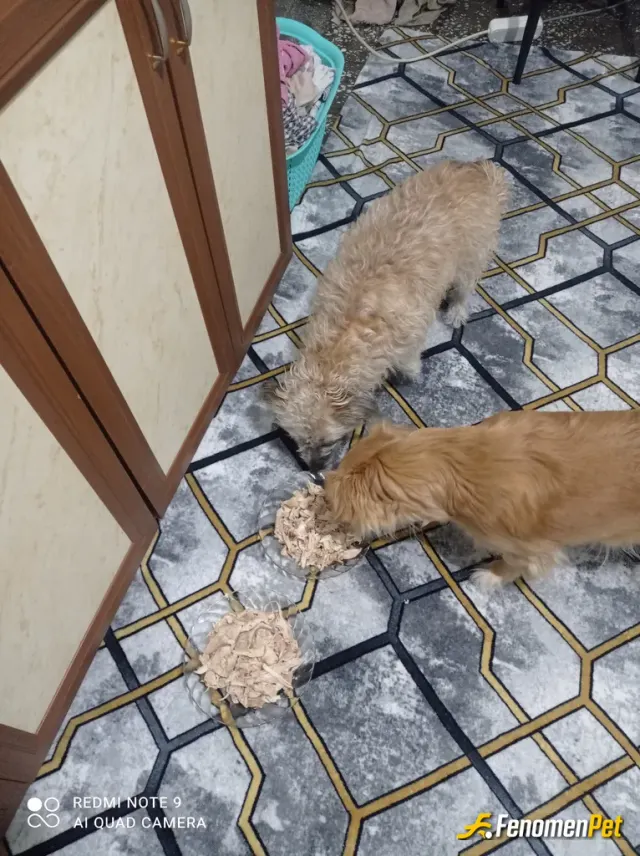 Sokak hayvanı besleme: Evime Getirerek Mama Yedirdim