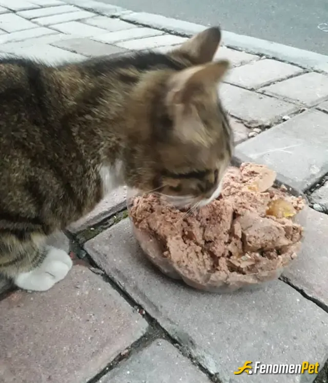 Sokak hayvanı besleme: #Fenomenpet patili dostlara bi kap mamada bizden