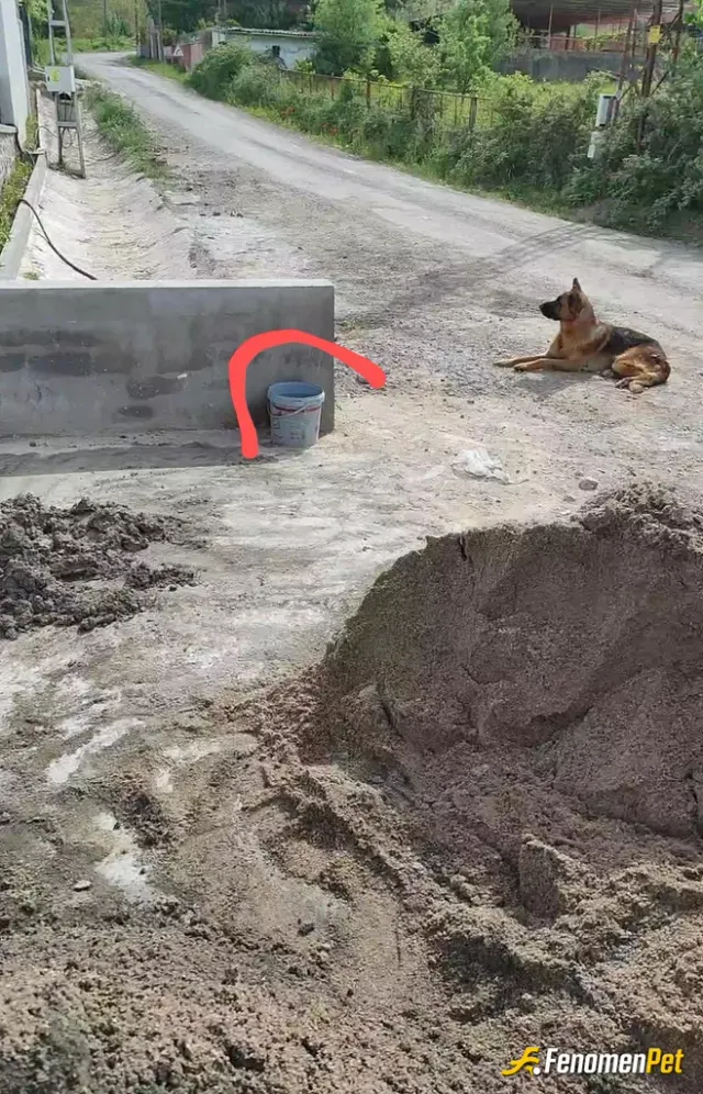 Sokak hayvanı besleme: İkimizde sıcaktaan bulandik 
#Fenomenpet Fenomenbet pati Dostu