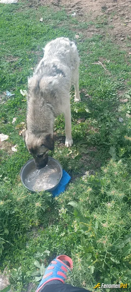 Sokak hayvanı besleme: 3 köpeğim var, köpekleri seviyorum
