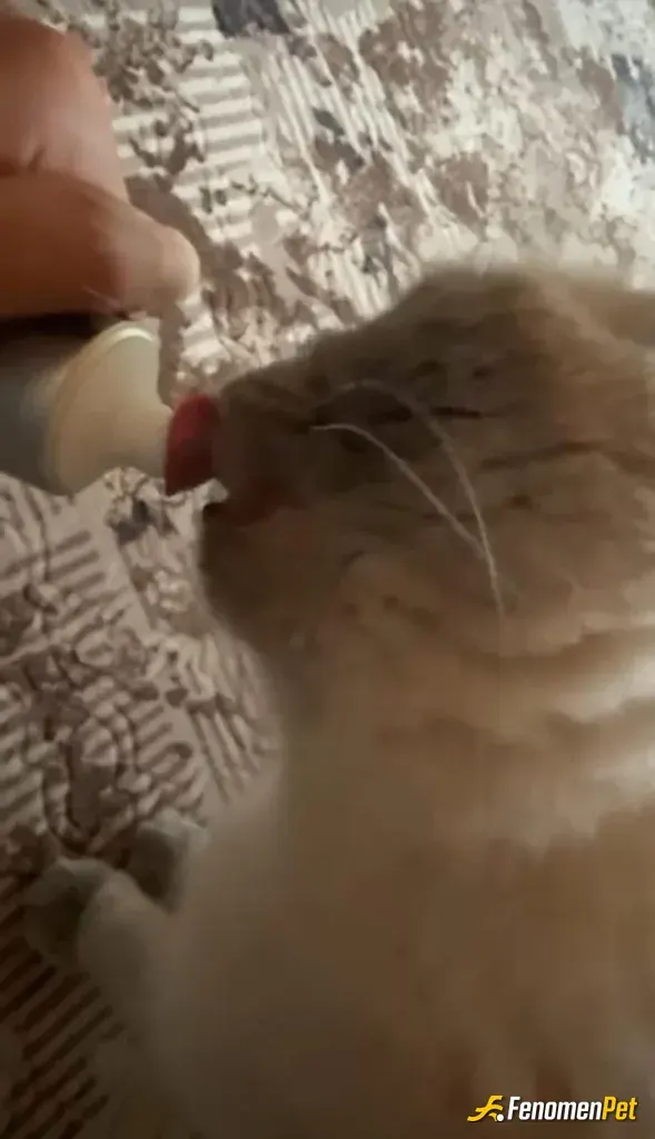 Sokak hayvanı besleme: 6 ay önce sahiplendim en iy dostum oldu 🥹