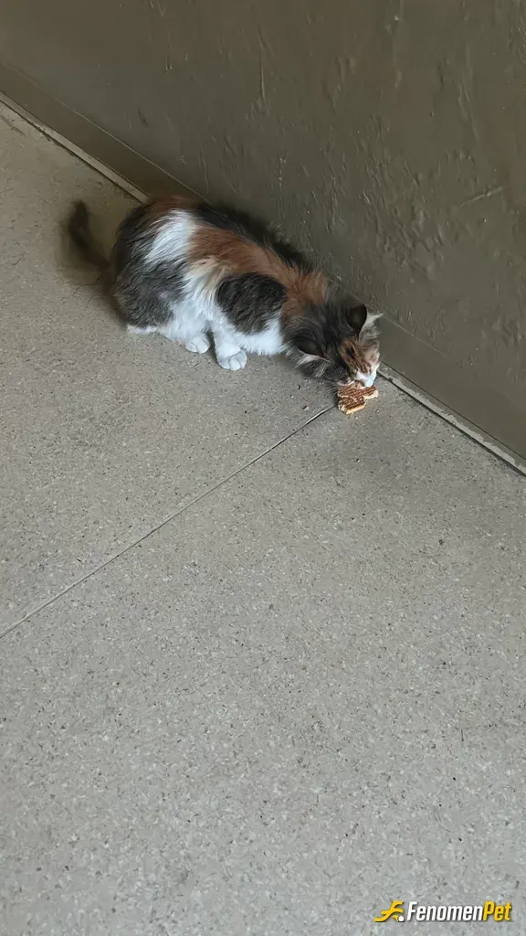 Sokak hayvanı besleme: Yurtta yemek verdim