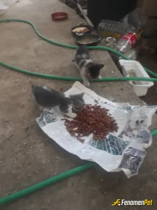 Sokak hayvanı besleme: Tskkerler
