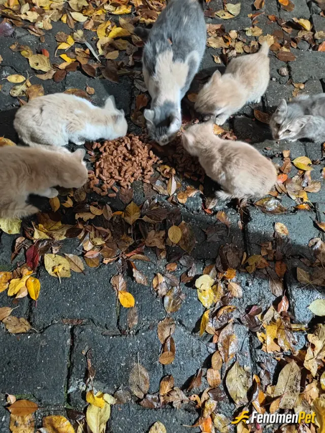 Sokak hayvanı besleme: #fenomenpet bu kedi ailesini her gün besliyorum Fenomenbet Pati Dostu
