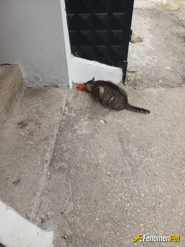 Sokak hayvanı besleme: Günün belirli saatlerinde mahalleye mama birakiyorum