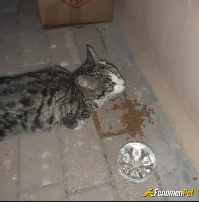 Sokak hayvanı besleme: #fenomenpet #fenomen canlı dostu #dost