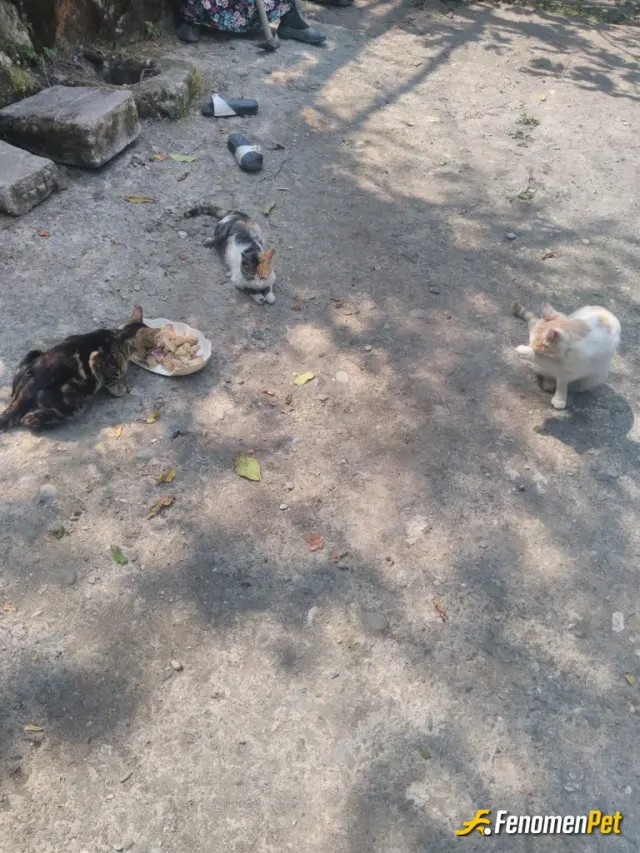 Sokak hayvanı besleme: Köyde mahallenin kedilerine evden yemek verdim, hepsi acıkmıs yedi.